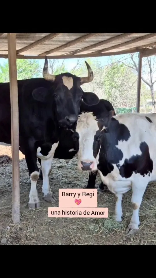 Animales del santuario