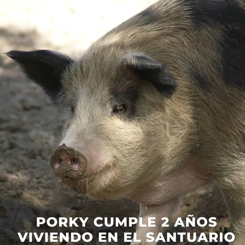Porky - chanchi