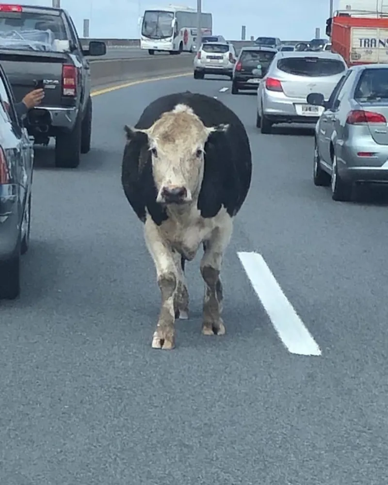 Lisander y Luciano - Toros