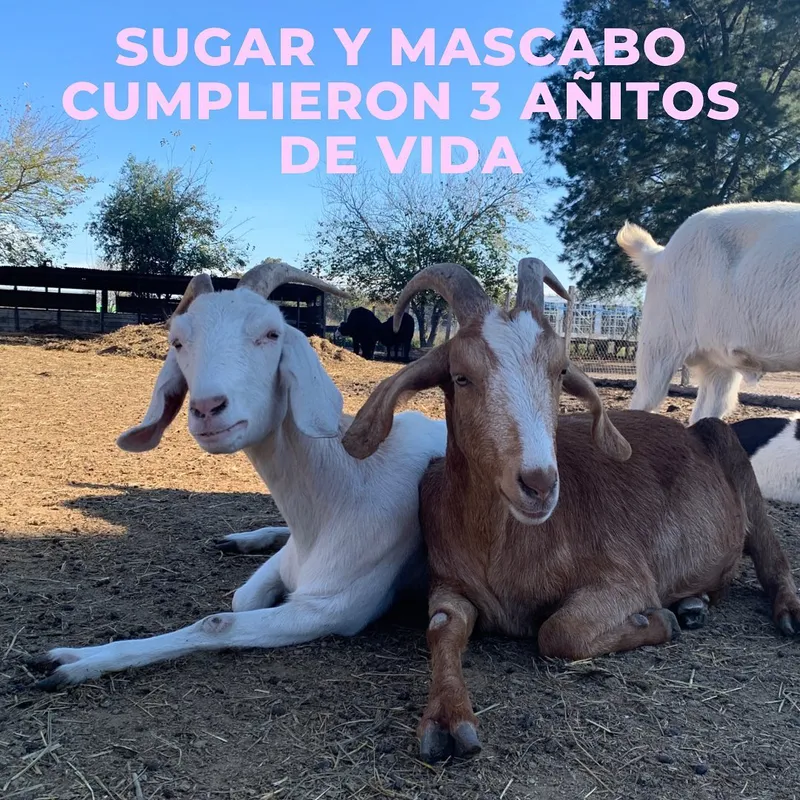 Sugar y Mascabo - Cabras