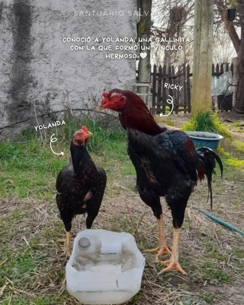Ricky y Yolanda - Gallo y Gallina